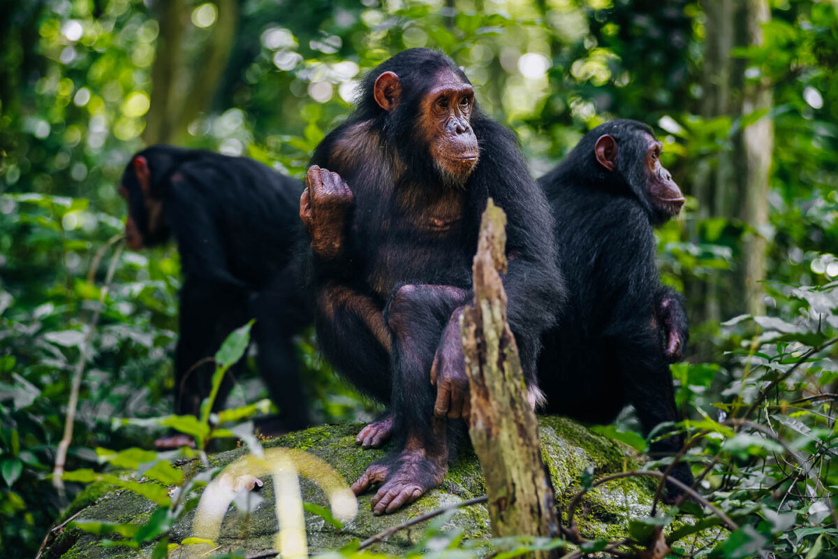 Chimpanzee Tracking
