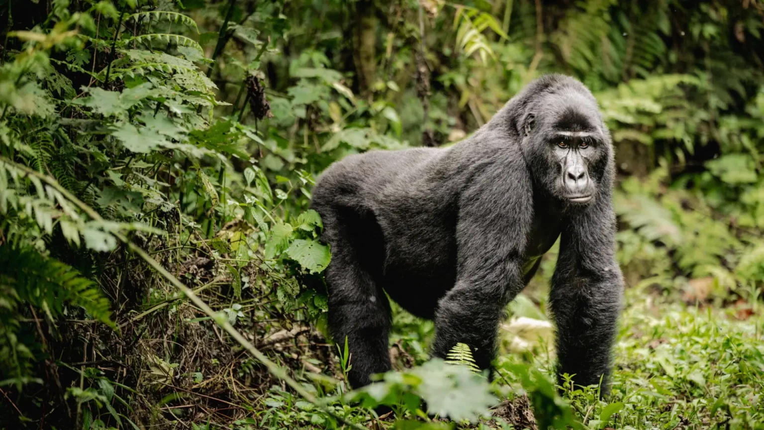 Gorilla Trekking Adventure